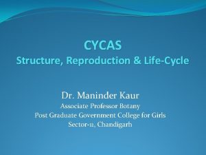 CYCAS Structure Reproduction LifeCycle Dr Maninder Kaur Associate