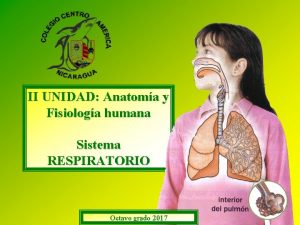 II UNIDAD Anatoma y Fisiologa humana Sistema RESPIRATORIO