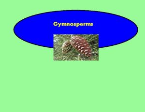 Gymnosperms Gymnosperms Subphylum Spermopsida seed bearing plants True