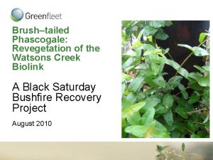 Brushtailed Phascogale Revegetation of the Watsons Creek Biolink