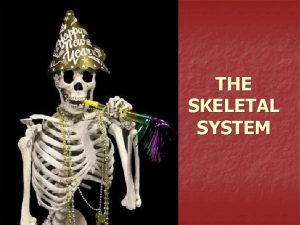 THE SKELETAL SYSTEM What the Skeletal System Does