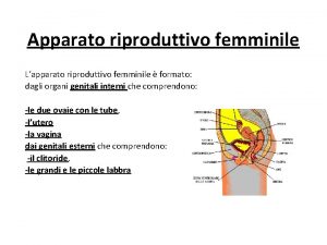 Apparato riproduttivo femminile Lapparato riproduttivo femminile formato dagli