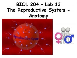 BIOL 204 Lab 13 The Reproductive System Anatomy