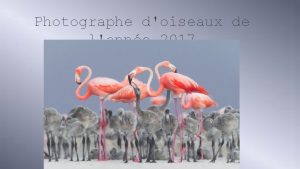 Photographe doiseaux de lanne 2017 Alimentation des flamands