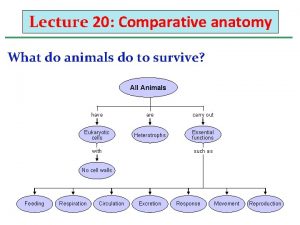Lecture 20 Comparative anatomy What do animals do