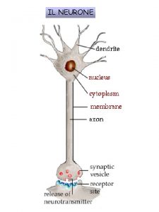 IL NEURONE La trasmissione sinaptica 1 Neurone postsinaptico