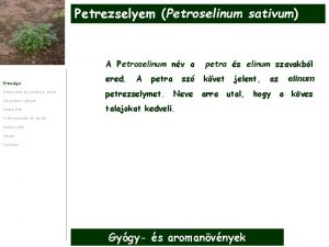Petrezselyem Petroselinum sativum Etimolgia Szrmazs s botanikai lers