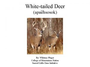 Whitetailed Deer apa ehsosok By Whitney Pluger College