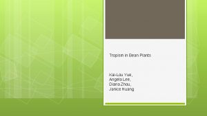 Tropism in Bean Plants KaiLou Yue Angela Lee