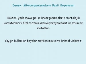 Deney Mikroorganizmalarn Basit Boyanmas Bakteri yada maya gibi