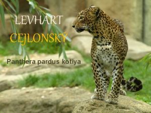 LEVHART CEJLONSK Panthera pardus kotiya ZKLADN INFORMACE Tda