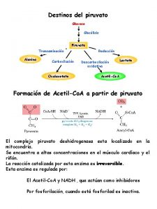 Destinos del piruvato Glucosa Gluclisis Piruvato Transaminacin Alanina