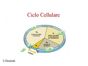 Ciclo Cellulare S Beninati Il Ciclo Cellulare Il