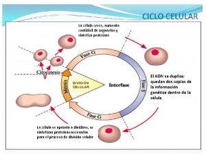 La clula crece aumenta cantidad de organelos y