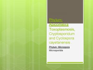 Phylum Apicomlexa Toxoplasmosis Cryptosporidum and Cyclospora cayetanensis Phylum