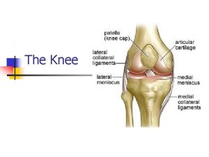 The Knee ANATOMY The Knee n Bones 4