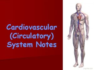 Cardiovascular Circulatory System Notes Functions of the cardiovascular