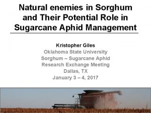 Natural enemies in Sorghum and Their Potential Role