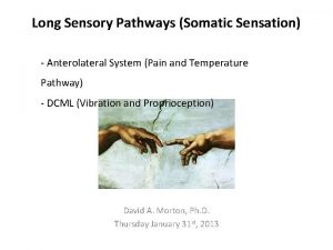 Long Sensory Pathways Somatic Sensation Anterolateral System Pain