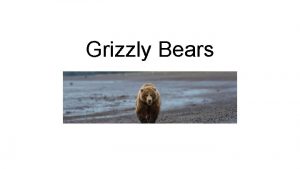 Grizzly Bears CharacteristicsBehaviours Grizzly bears have a large