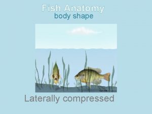 Fish Anatomy body shape Laterally compressed Fish Anatomy