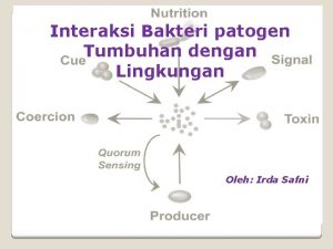Interaksi Bakteri patogen Tumbuhan dengan Lingkungan Oleh Irda