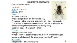 Stomoxys calcitrans General chracters 1 Adult Size 7