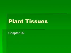 Plant Tissues Chapter 29 Mount Saint Helens Eruption