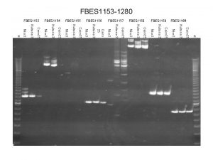 FBES 1153 1280 Misr 3 Nubaria 2 Cairo