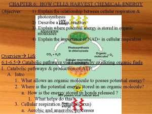 CHAPTER 6 HOW CELLS HARVEST CHEMICAL ENERGY Objecives