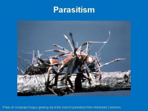 Parasitism Photo of Cordyceps fungus growing out of