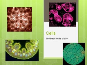 Cells The Basic Units of Life Cell Theory