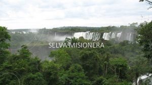 SELVA MISIONERA Es un ambiente hmedo donde es