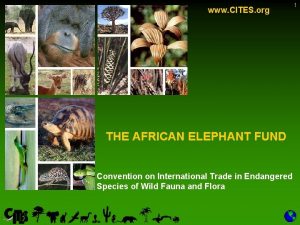 www CITES org THE AFRICAN ELEPHANT FUND Convention