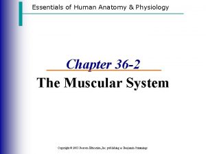 Essentials of Human Anatomy Physiology Chapter 36 2