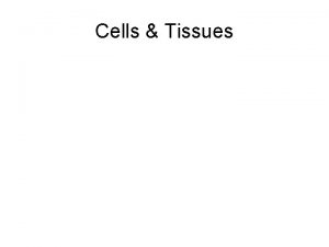 Cells Tissues Cells Cells Carry out all chemical