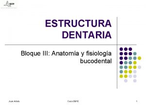ESTRUCTURA DENTARIA Bloque III Anatoma y fisiologa bucodental