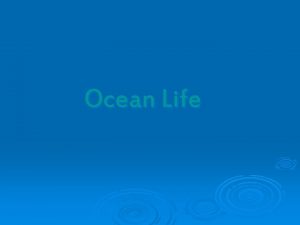 Ocean Life Starfish Starfish have 5 or more
