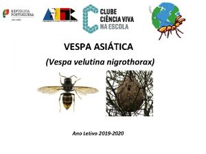 VESPA ASITICA Vespa velutina nigrothorax Ano Letivo 2019