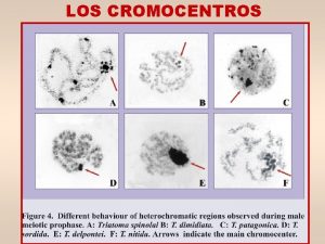 LOS CROMOCENTROS Triatoma patagonica EVOLUCIN CROMOSMICA Triatoma infestans