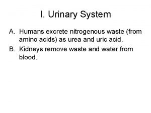 I Urinary System A Humans excrete nitrogenous waste