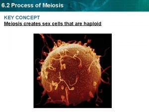 6 2 Process of Meiosis KEY CONCEPT Meiosis