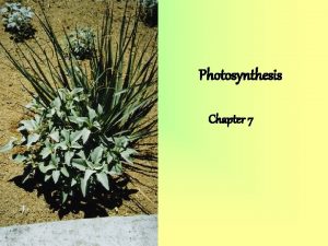 Photosynthesis Chapter 7 Photo means light synthesis means