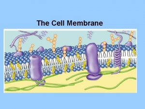 The Cell Membrane Cell Membrane Overview The cell