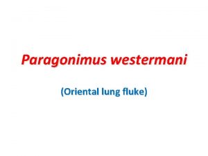 Paragonimus westermani Oriental lung fluke Paragonimus westermani causes