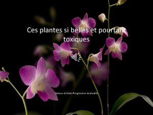 Ces plantes si belles et pourtant toxiques Nanou