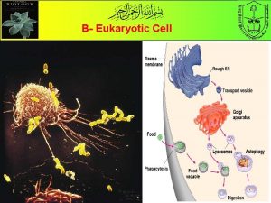 B Eukaryotic Cell B The Eukaryotic Cell Eu