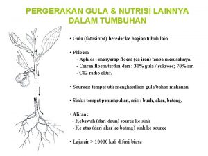 PERGERAKAN GULA NUTRISI LAINNYA DALAM TUMBUHAN Gula fotosintat