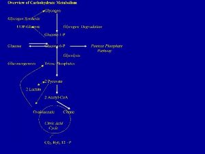 Fed State Insulin Glucagon Epinephrine Fasted State Starvation