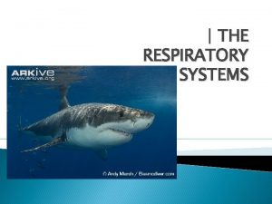 THE RESPIRATORY SYSTEMS Objetivos Definir Respiracin y como